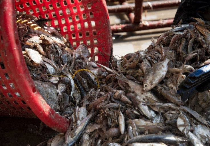 Fish I buy - Is it Grown in a Hygienic Farm?