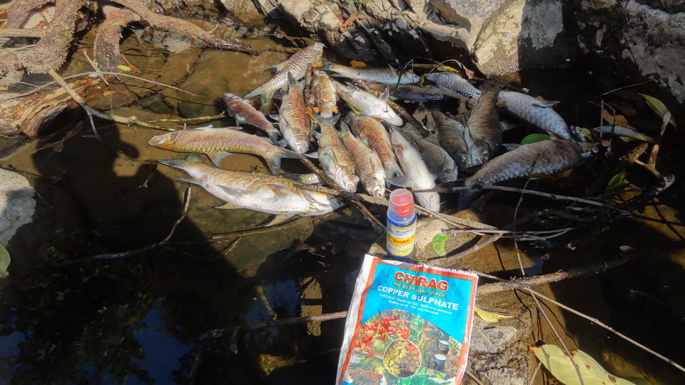 Are Chemicals in Fish a Real Concern? Here's What You Need to Know