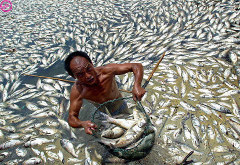 Fish Farming a growing Industry and Its Challenges due to Pollution