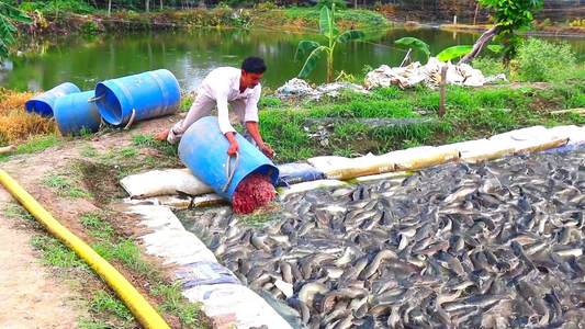 Awareness on Residue Accumulation from Fish Consumption