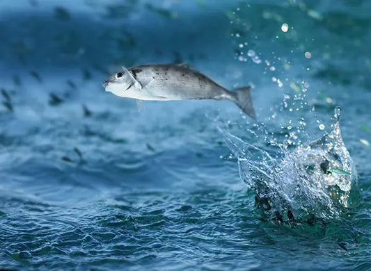 How Indian Fish Compare to Global Favorites Like Salmon & Tuna