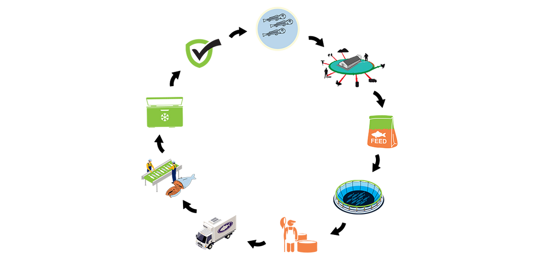 VTF's Traceable Food Chain that provides Extra Grade Nutrient Rich Fish Products?
