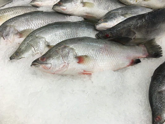 21g Lean Protein from Farm Fresh Asian Sea Bass