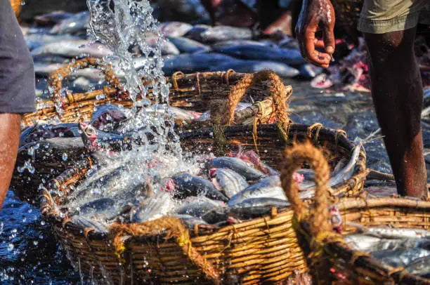 What ‘Fresh’ Really Means: Timing, Temperature & Transport