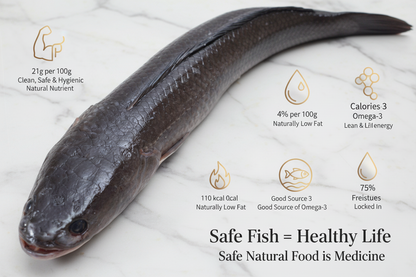 Murrel whole fish displayed on a clean, elegant background with nutrient icons and premium taglines, highlighting hygiene, freshness, and VTF’s safe‑food quality standards.
